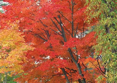 摄影-秋色迷人之八 树木