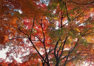 摄影-秋色迷人之九 树木