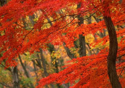 摄影-秋色迷人之十 树木