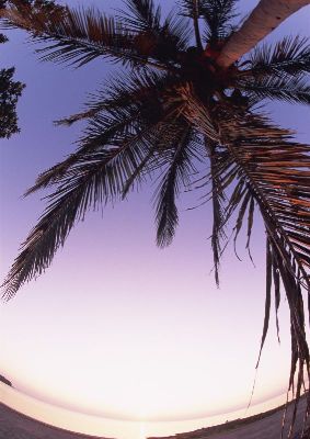 摄影-椰树