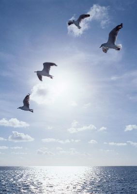 摄影-海鸥的天地 天空
