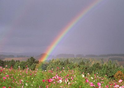 摄影-花园彩虹