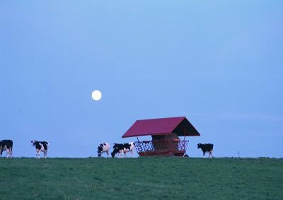 摄影-黎明的牧场 草原