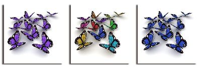 组合画－蝴蝶六 动物 彩绘
