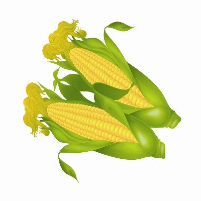 绢布-玉米 插画 花卉