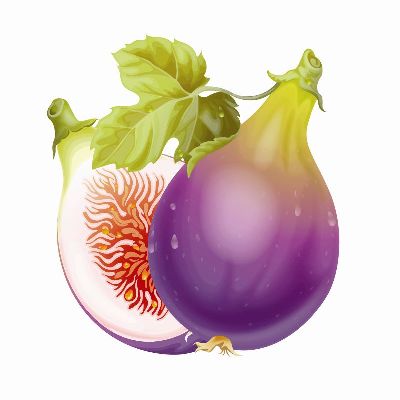 绢布-紫茄 插画 花卉
