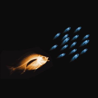 绢布-鱼 抽象 特写 光幻影