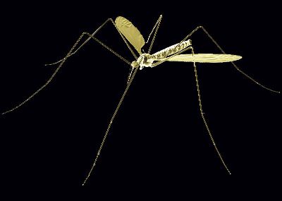 绢布-蚊子