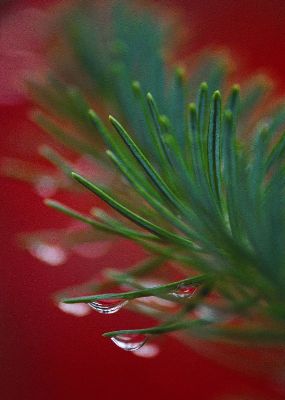 摄影-绿叶雨露 植物 春光