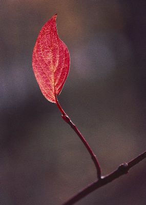摄影-红叶 植物 春光