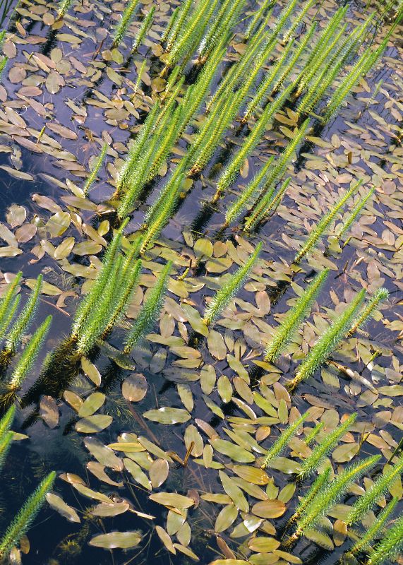 摄影-池塘 植物 春光