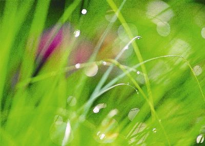 摄影-紫杉 植物 春光