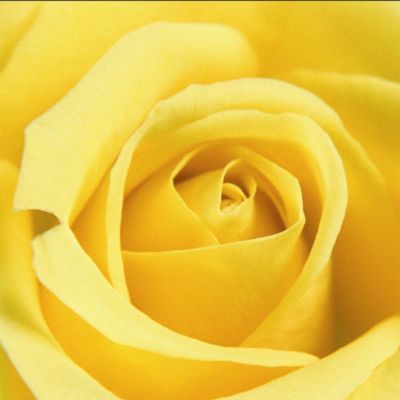 摄影-黄色玫瑰 花卉 特写