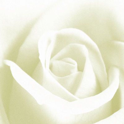 摄影-白色玫瑰 花卉 特写