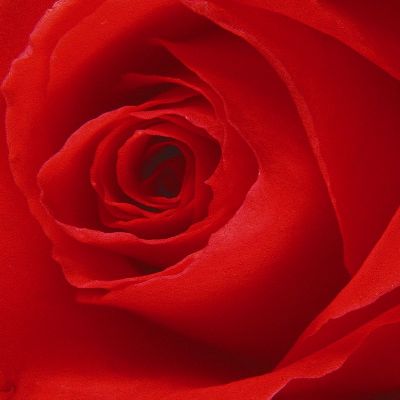 摄影-红色玫瑰 花卉 特写