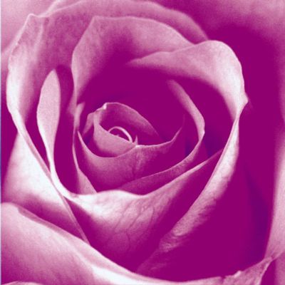 摄影-紫色玫瑰 花卉 特写