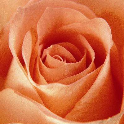 摄影-粉色玫瑰