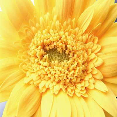 摄影-盛开的黄菊花 花卉 特写