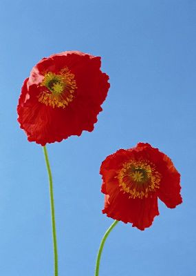 摄影-两枝红花 花卉 特写