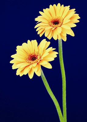 摄影-两枝黄菊 花卉 特写