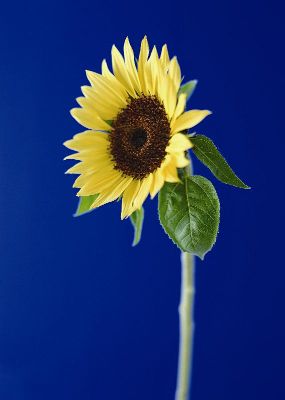 摄影-向日葵之二 花卉 特写