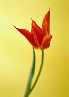 摄影-一支盛开红花