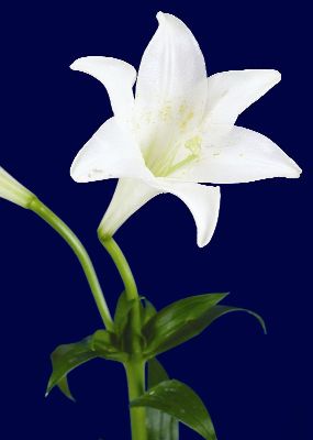摄影-白色兰花正视 花卉 特写