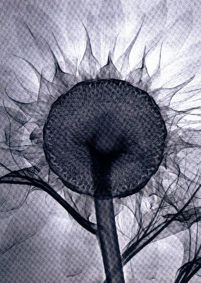 摄影-烈日下的向日葵 花卉 特写