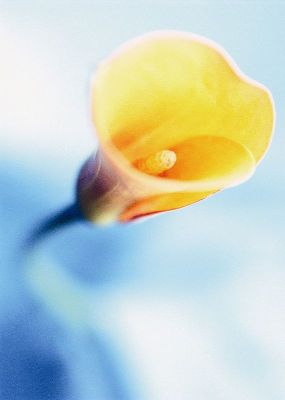 摄影-黄色的马蹄兰