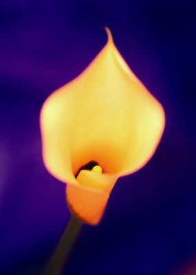 摄影-黄色的马蹄兰之二 花卉 特写