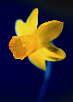摄影-盛开的黄花 花卉 特写