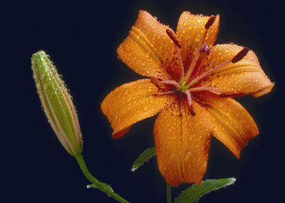 摄影-雨露过后 花卉 特写