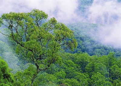 摄影-树影婆娑之十五 风景 树木