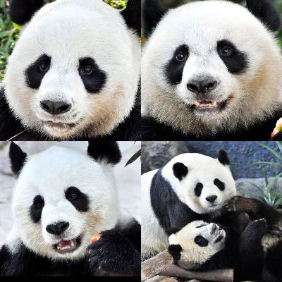 简约画-憨态熊猫仔 熊猫,动物装饰画