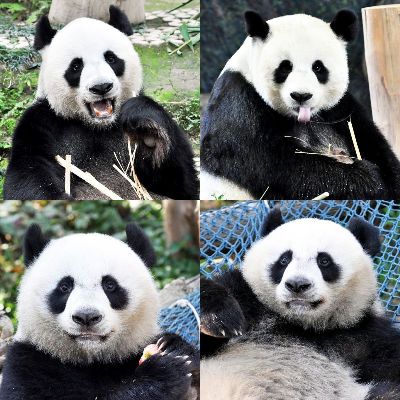 简约画-快乐的熊猫