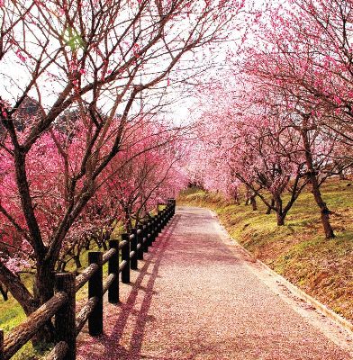 简约画-樱花路 樱花路,风景装饰画