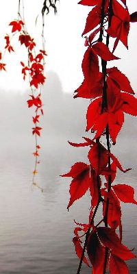 简约画-湖边红叶 湖边,红叶,风景装饰画