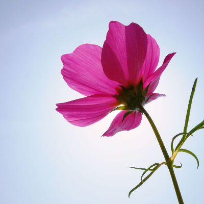 简约画-红花 花卉装饰画