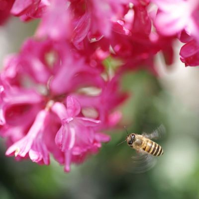 简约画-繁忙的蜜蜂 蜜蜂,花卉装饰画