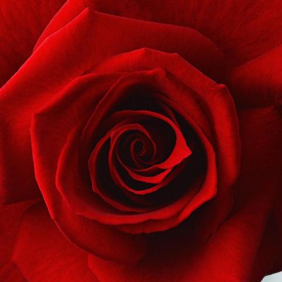 简约画-红色玫瑰