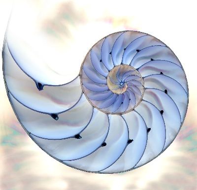 绢布-海螺
